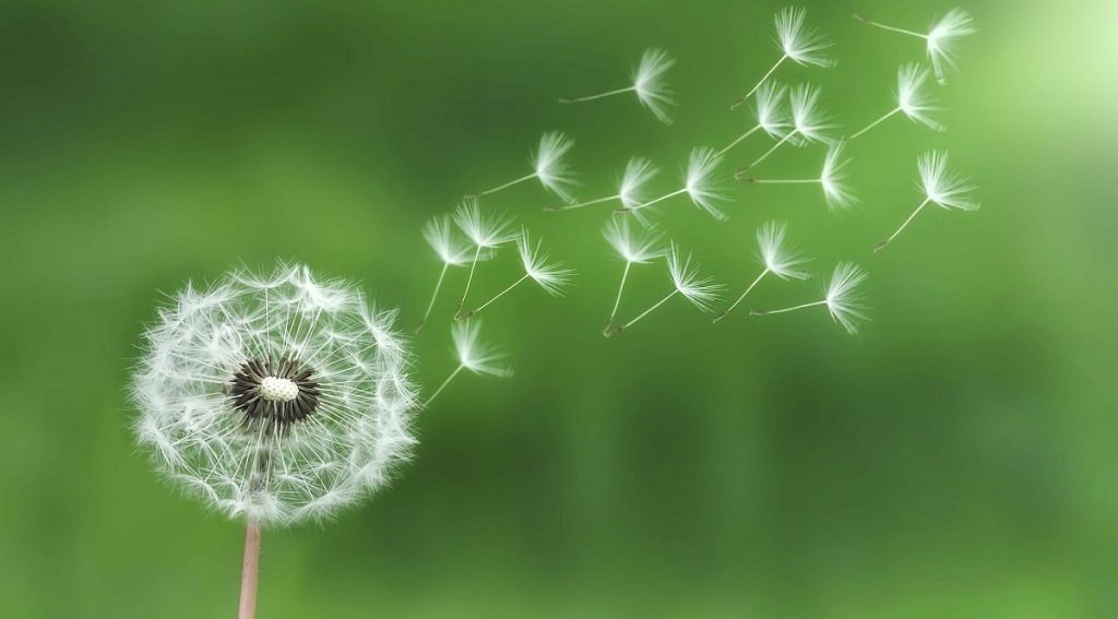 متن زیبا درباره قاصدک