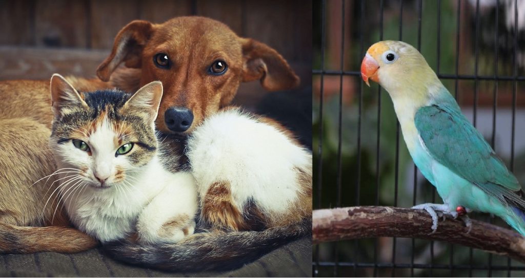 اسم کیوت برای گربه، سگ و پرنده (فارسی و انگلیسی)