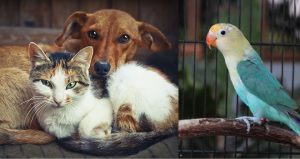 اسم کیوت برای گربه، سگ و پرنده (فارسی و انگلیسی)