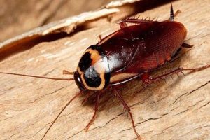 سوسک از چی بدش میاد