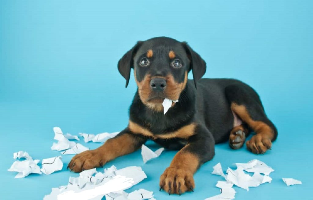 اگر سگ دستمال کاغذی بخورد چه میشود