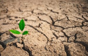 متن شعر سبز سازم خار اگر در زیر پا باشد مرا همراه با معنی