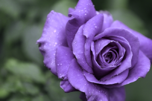 معنی گل رز بنفش (گل رز بنفش نماد چیست)