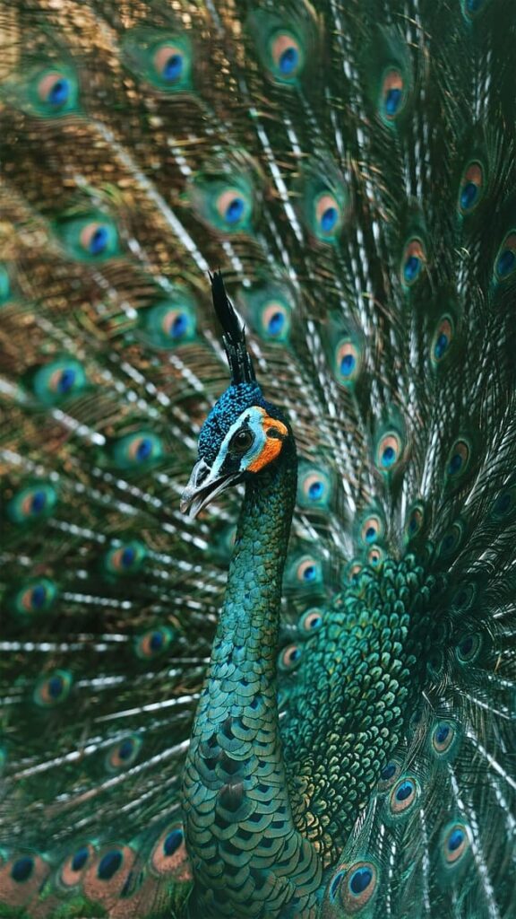 پر طاووس نشانه و سمبل چیست