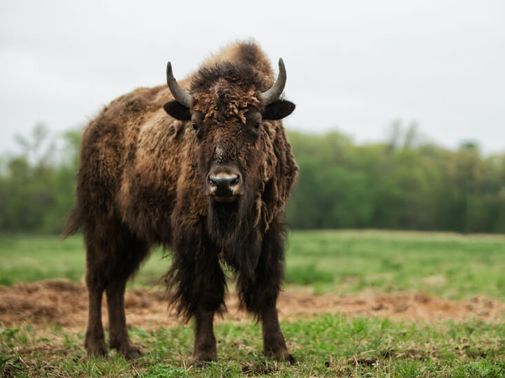 آلت گاومیش (Yak Penis)