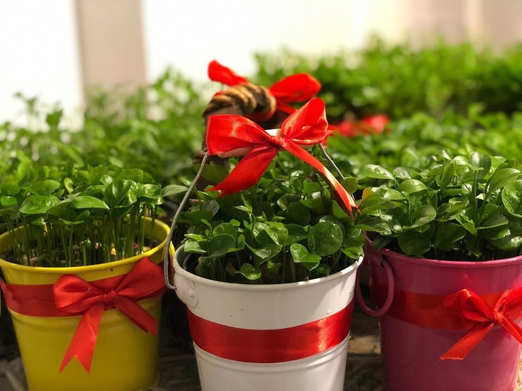 آموزش کاشت سبزه نارنج برای عید با توضیحات کامل