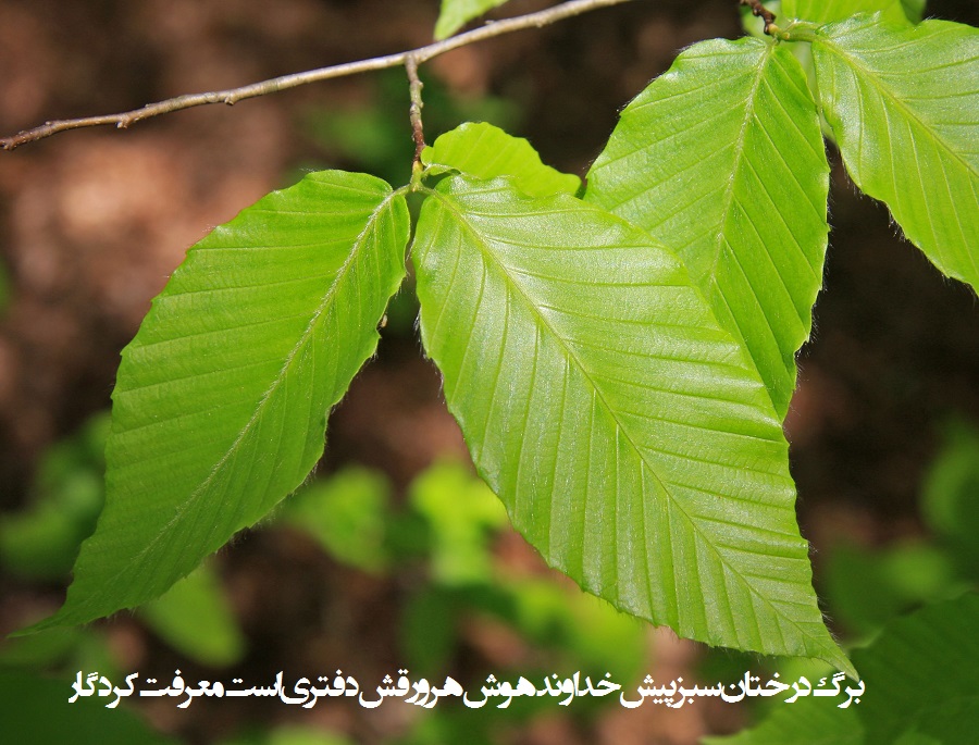 برگ درختان سبز در نظر هوشیار هر ورقش دفتری است معرفت کردگار