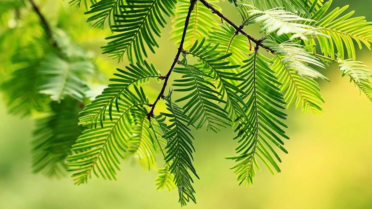 شعر برگ درختان سبز در نظر هوشیار
