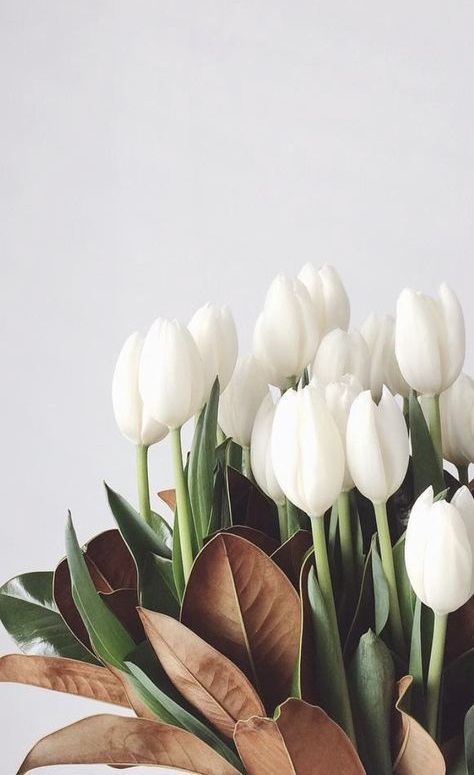 عکس گل لاله سفید واسه پروفایل