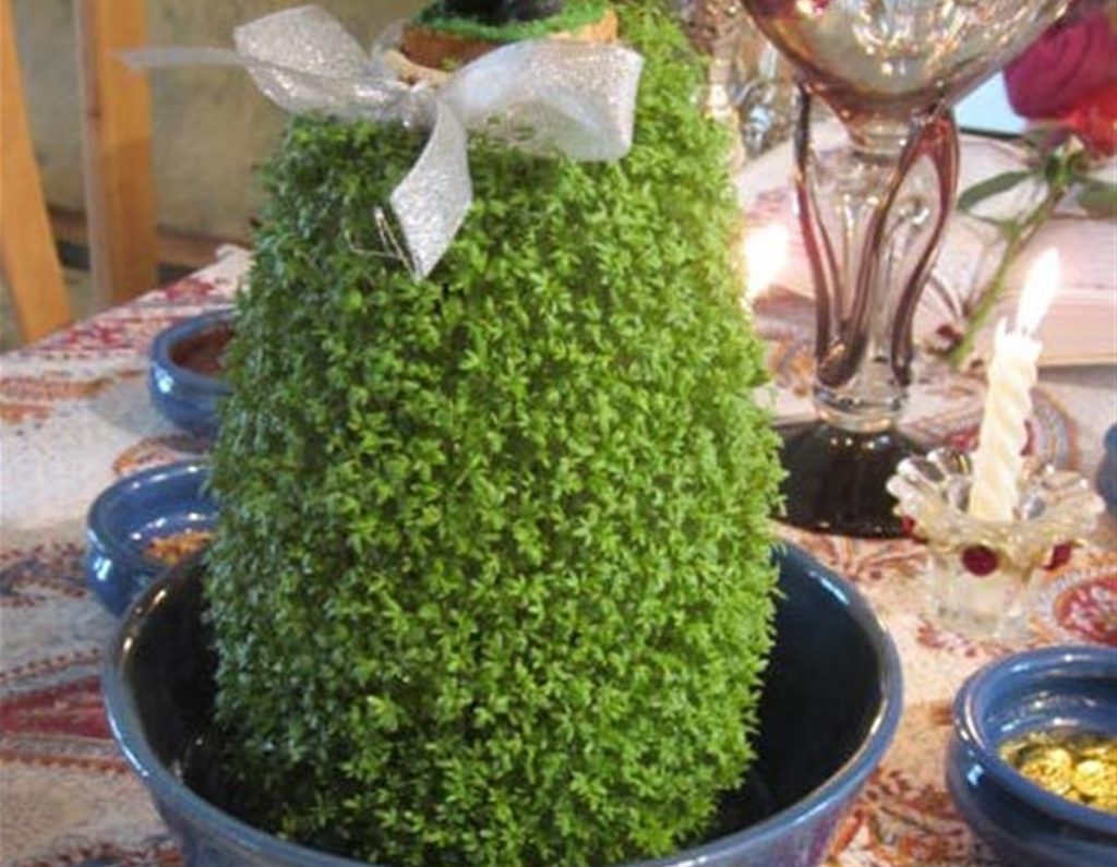 آموزش نحوه کاشت سبزه تخم شربتی روی کوزه مرحله به مرحله