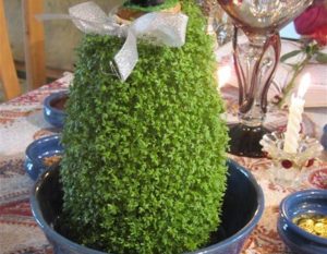 آموزش نحوه کاشت سبزه تخم شربتی روی کوزه مرحله به مرحله