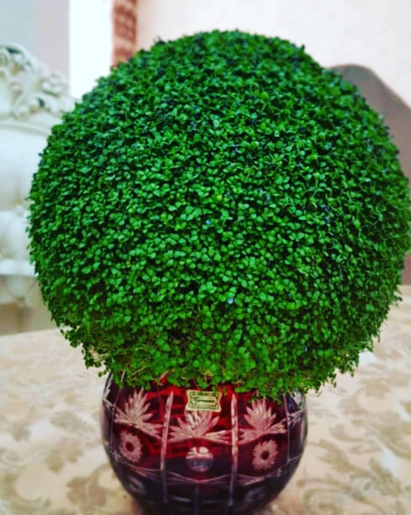 آموزش کاشت سبزه خاکشیر برای عید توپی شکل در 7 مرحله