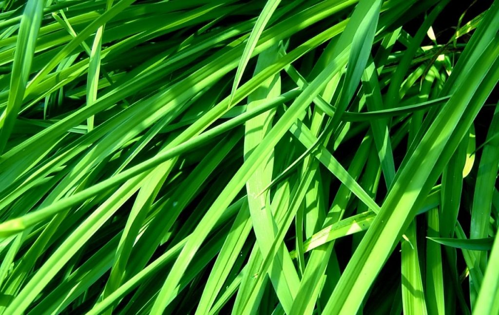 عکس نوشته تبریک سیزده بدر 1401