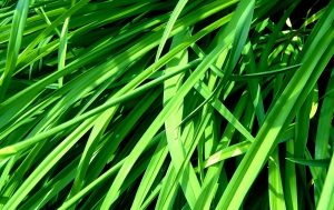 عکس نوشته تبریک سیزده بدر 1401