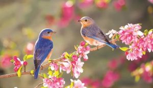 14 شعر در وصف بهار از حافظ شیرازی خوش سخن