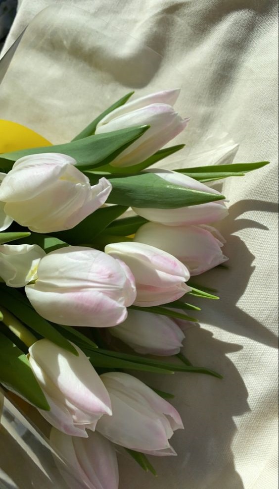 عکس زیبا از گل لاله برای پروفایل