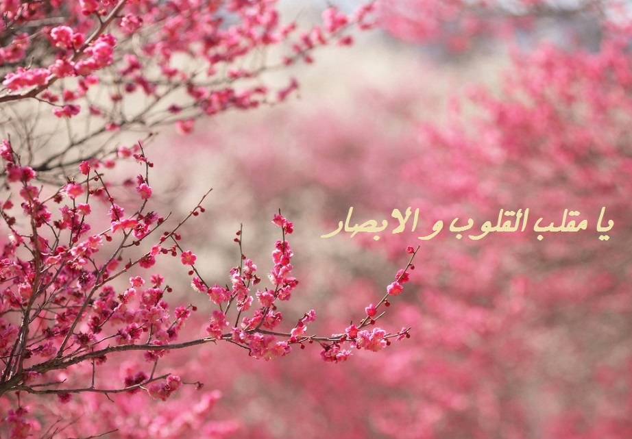 نوشته یا مقلب القلوب و الابصار با کیفیت بالا