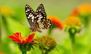 پروانه ها چه غذایی می خورند و چگونه؟