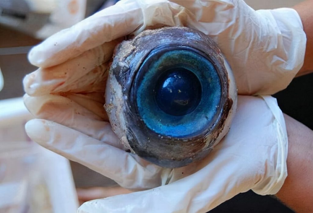 چشم ماهی تن (Tuna Eyeball)