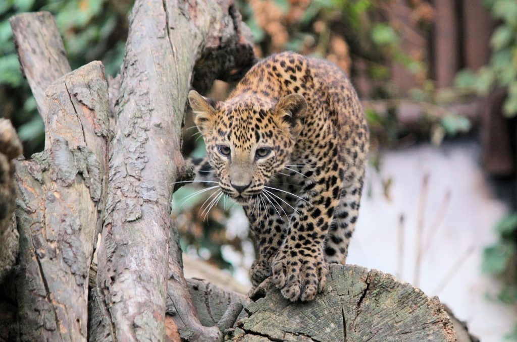 کدام حیوانات در خطر انقراض هستند در جهان با عکس