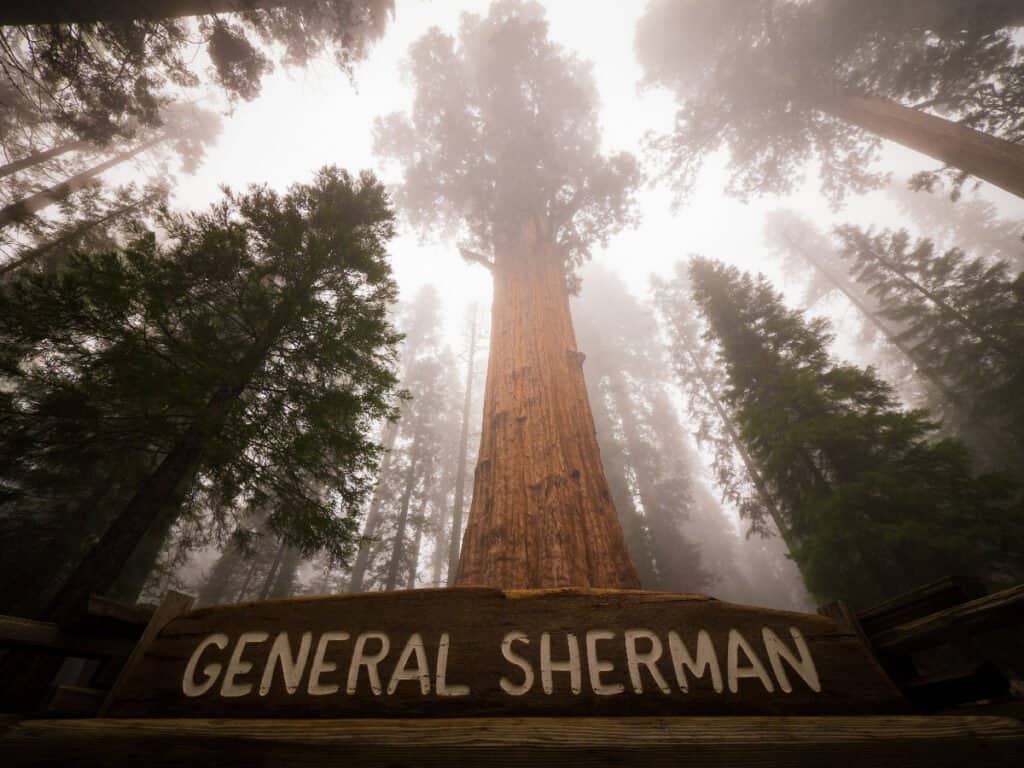 بزرگترین درختان جهان - ژنرال شرمان