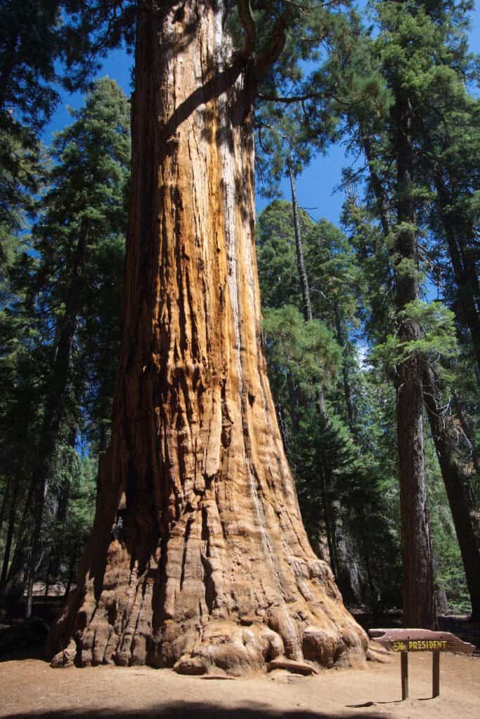 بلندترین درختان جهان - پرزیدنت
