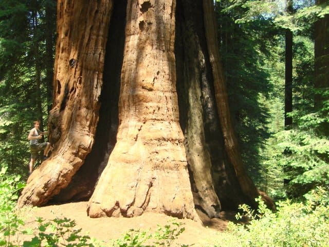 بزرگترین درختان جهان - درخت استگ