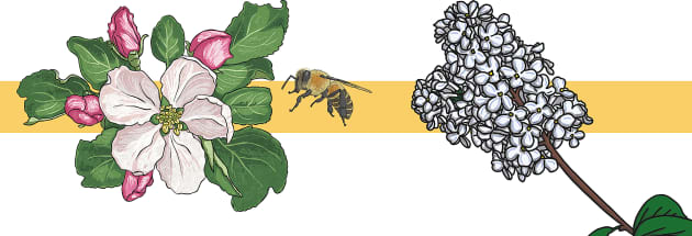 تحقیق درباره زنبور عسل برای کودکان