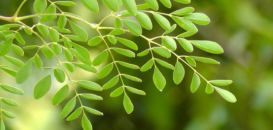 خواص روغن مورینگا