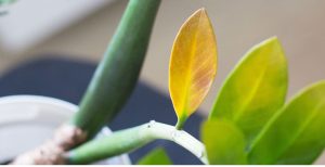 علت خشک شدن زاموفیلیا – زرد شدن برگ و انواع بیماری زاموفیلیا