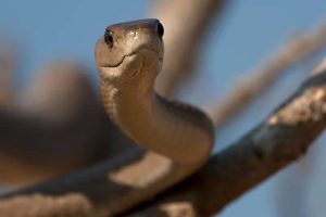 مار از چی بدش میاد؛ چگونه مار را از خانه دور کنیم؟