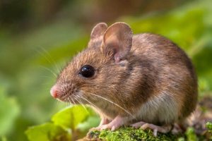 موش از چی بدش میاد (9 گیاهی که موش را فراری میدهد)