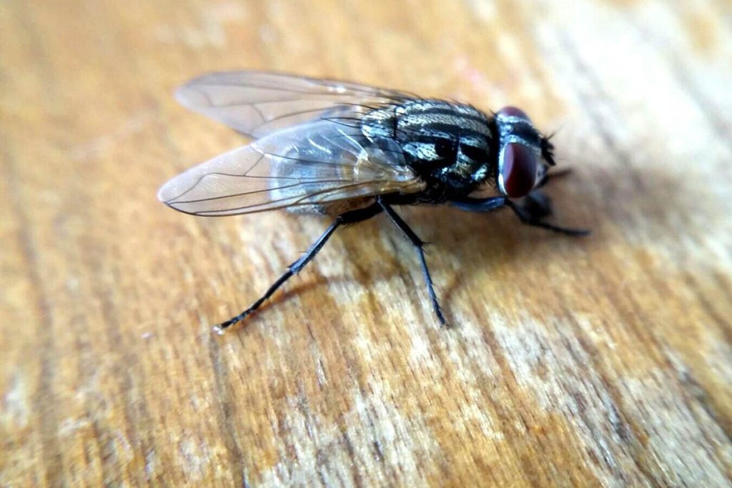 مگس از چی بدش میاد (مگس از بوی این گیاهان متنفر است)