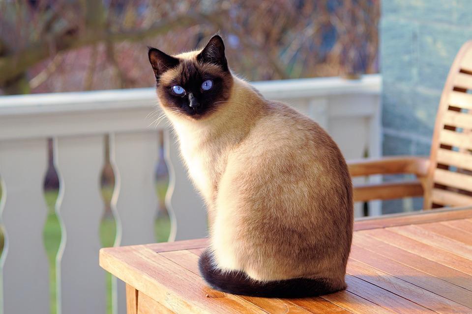 نژاد گربه بدون ریزش مو