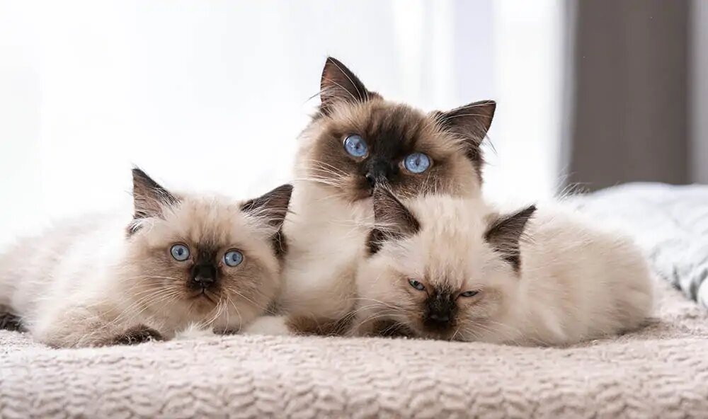 گربه های بزرگ خانگی