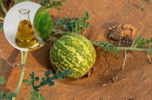 آیا روغن حنظل برای دیابت مفید است؟ (طرز استفاده)