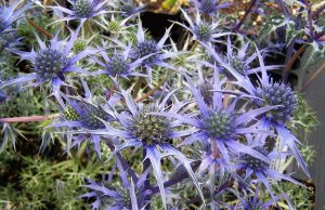 عرق بوقناق برای دیابت مفید است یا نه + مقدار و طریقه مصرف