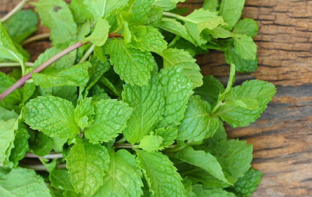 خواص عرق نعناع برای معده + بهترین روش استفاده