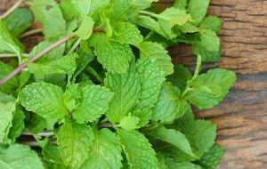 خواص عرق نعناع برای معده + بهترین روش استفاده