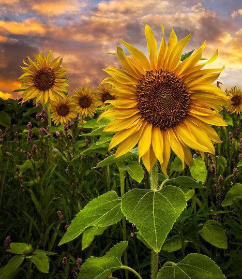 عکس گل آفتابگردان برای پروفایل از مزرعه