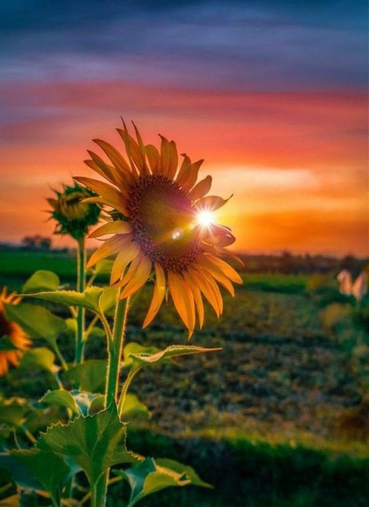 عکس گل آفتابگردان باکیفیت برای پروفایل 