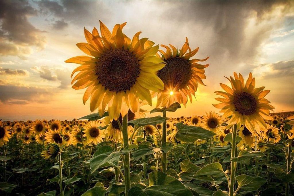 عکس گل آفتابگردان برای پروفایل (زیبا، خاص و باکیفیت)