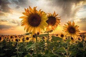 عکس گل آفتابگردان برای پروفایل (زیبا، خاص و باکیفیت)