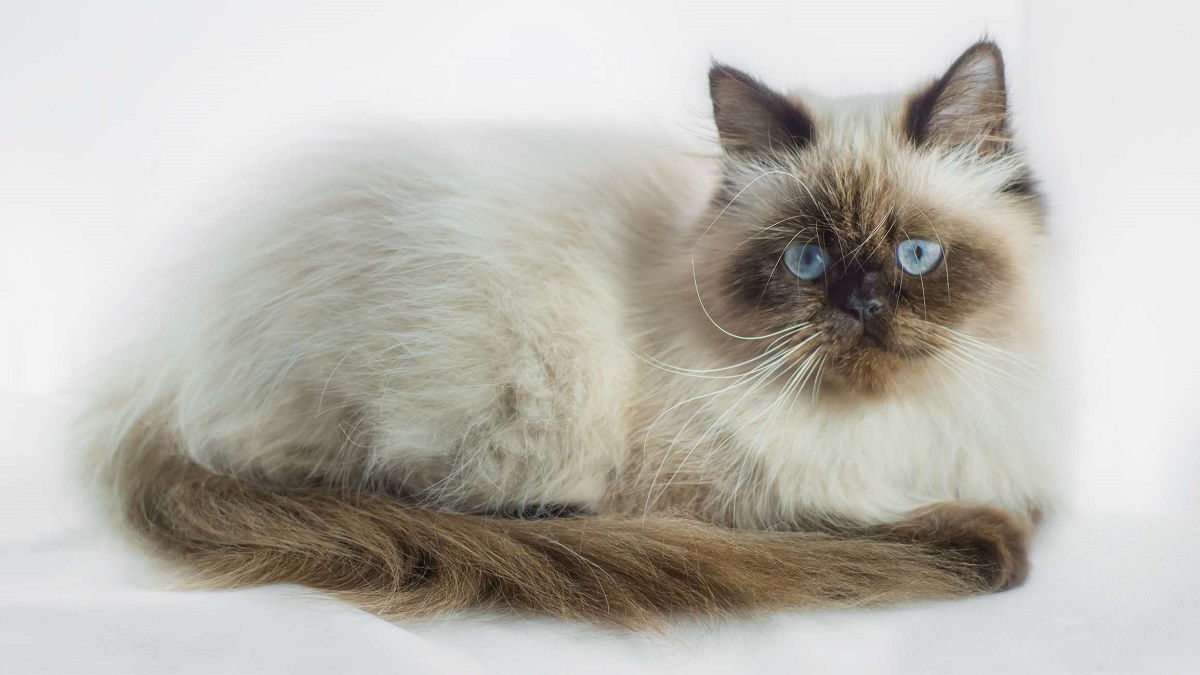 مشخصات گربه نژاد هیمالین