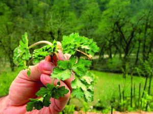 چوچاق در قورمه سبزی خوشمزه میکند یا نه ؟