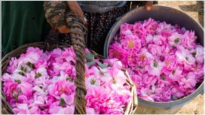 چگونه گل محمدی را خشک کنیم