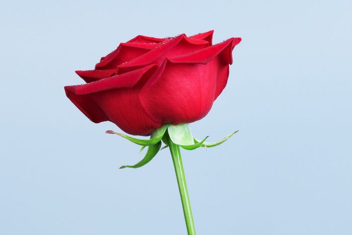 گل رز نماد چیست