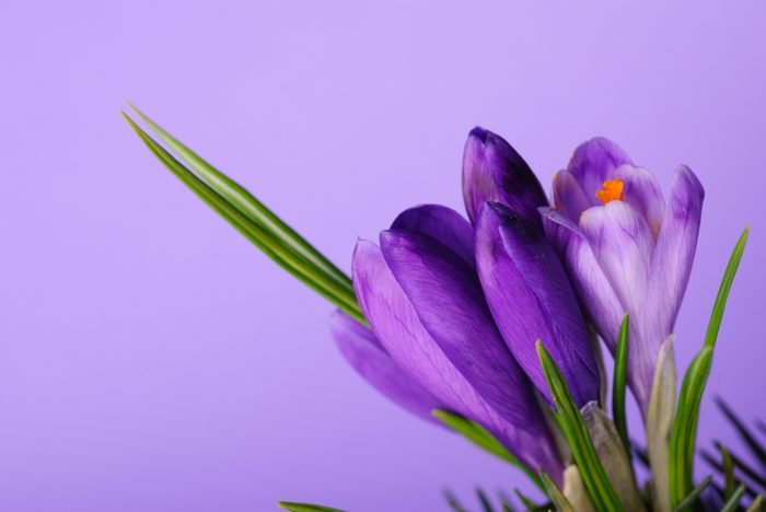 گل زعفران نماد چیست