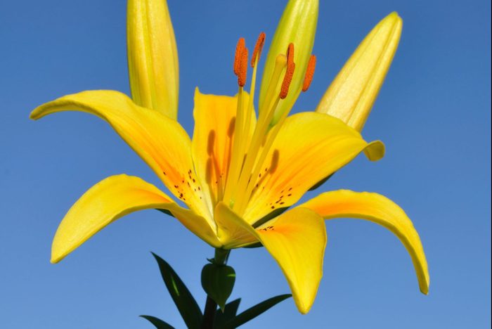 گل سوسن استارگیزر نماد چیست