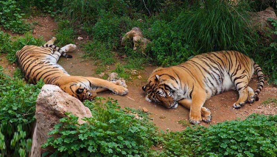 باغ وحش آنتالیا (Antalya Zoo)